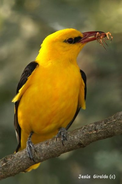 Иволги поют - 22.06.16