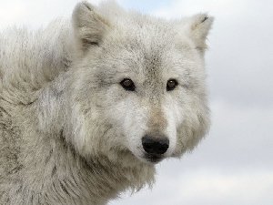 Вой волка - Неизвестный