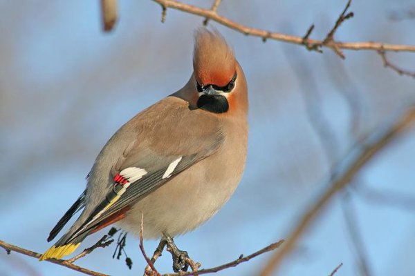  - Свиристель Bombycilla.garrulus.mp3
