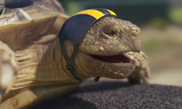 Farmdale - Feelin alright из рекламы Билайн с черепахой