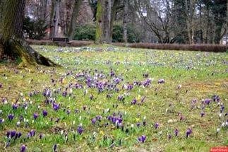 Весеннее пробуждение - Frühlingserwachen am Waldesflüsschen