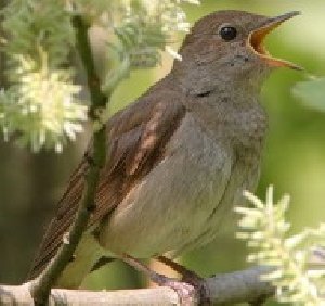 The Sounds Of Nature - Утренняя лирическая