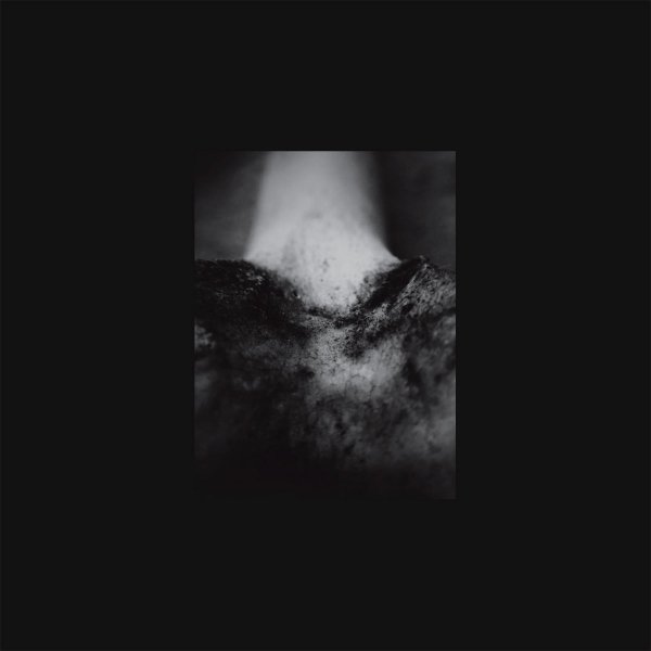 Common Eider - River of Blood
