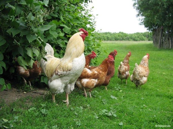 ПРИКОЛЬНЫЙ РЕНГТОН - Куриный Хард Басс.mp3