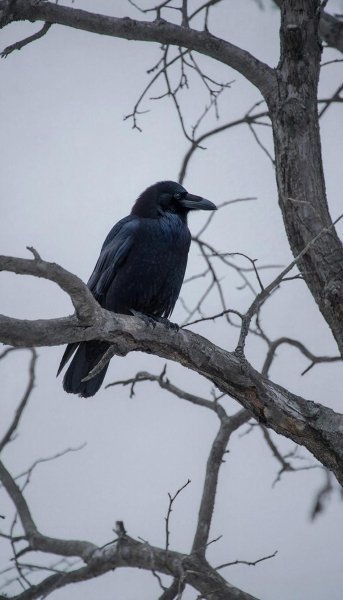 Kenny feat. МС Dymka - Ворона (Ramirez Remix) (Sefon.Pro)