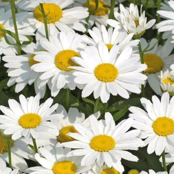 Gudvin, Soul 8 - Подари мне облако ромашек