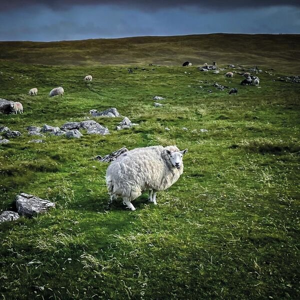 Poor Genetic Material - TOXIC