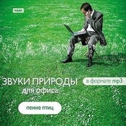 Звуки природы - Дождь в лесу