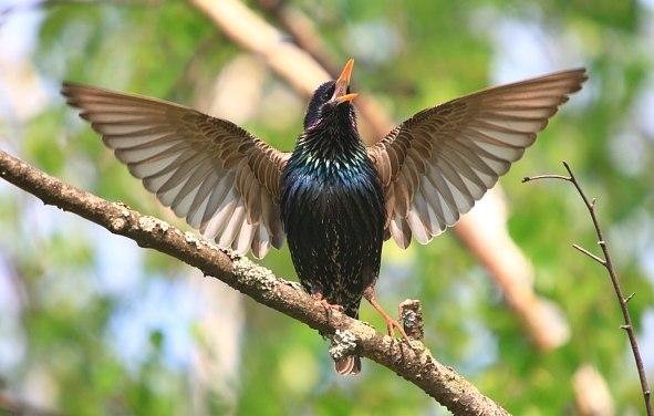 European Jazz Trio - european-jazz-trio-chanson-de-ladieu-chopin