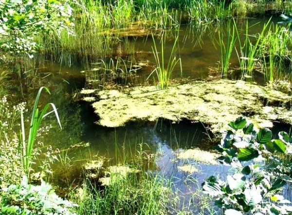 Болота Дневной Фон Птиц - Marshland Daytime Background With Bird Calls And F