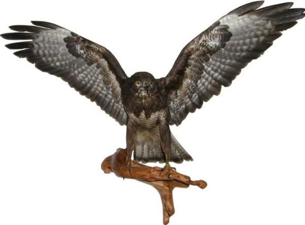 VA - Птица Канюк  bird