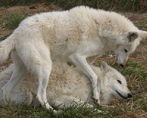 Голоса волков - Неизвестный