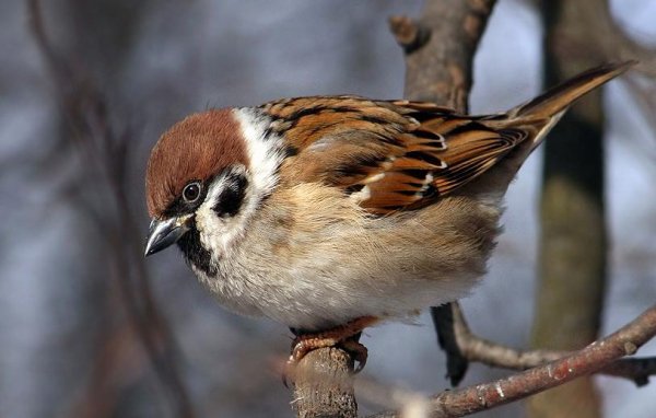 Голоса птиц - Воробей домовой