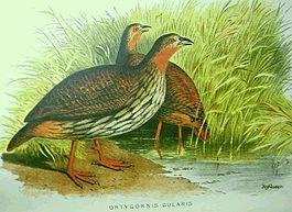 VA - Птица Франколин  bird
