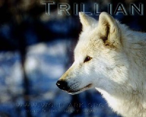 Вой волка2 - Неизвестный