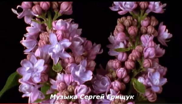 Сергей Грищук - ,, МЕЛОДИЯ ВЕСНЫ ,,