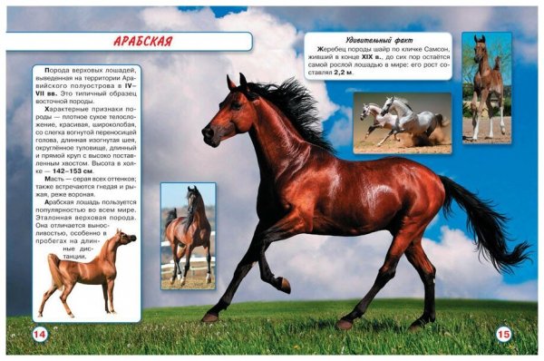 Арабская