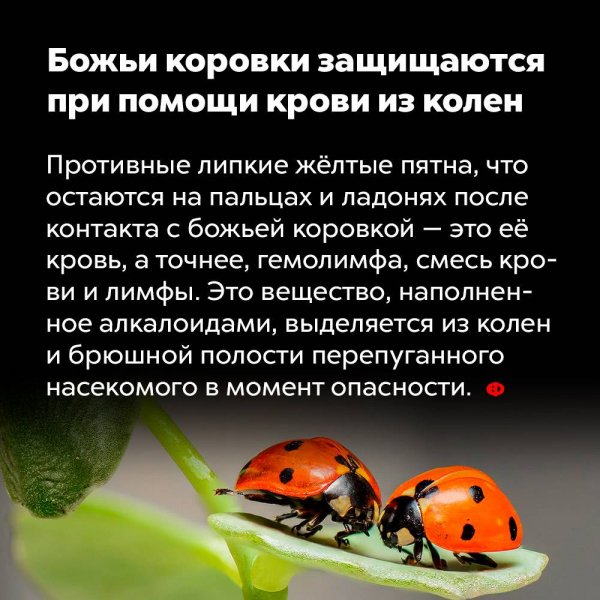 Интересный факт