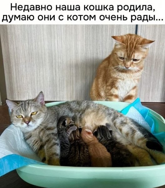 КотЭ)