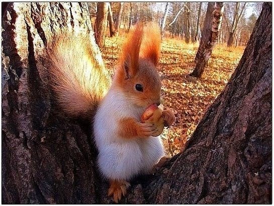белочка