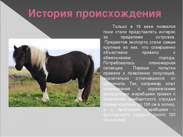 Пони