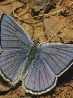 Insects 055