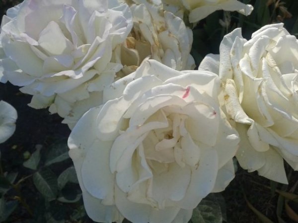 IMG 2024080р