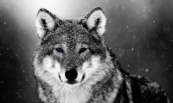 Volk