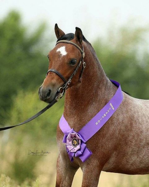Horse love