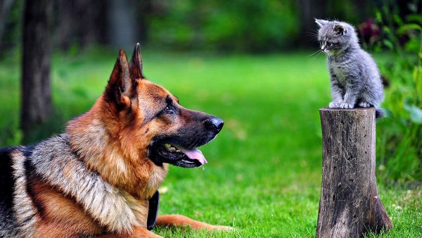 puppy-and-cats-wallpapers