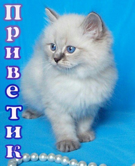 Приветик