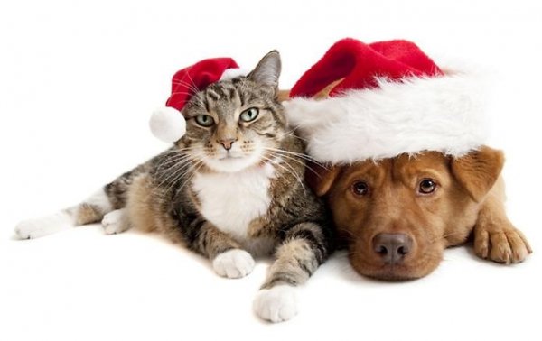 GiveYourPetsaGoodChristmas
