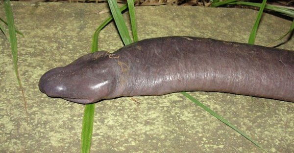str-an penis snake