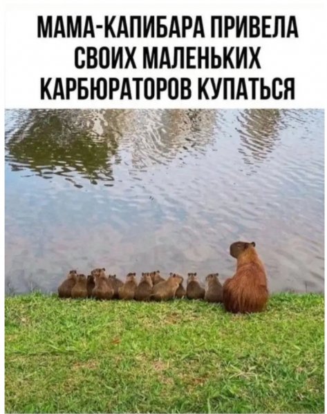 Капибары