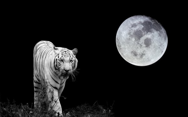 tiger-moon-white-tiger