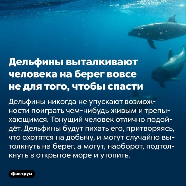 Интересный факт