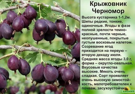 "Черномор"
