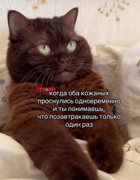 do-slez-smeshnaja-podborka-memov-i-kartinok-s-podpisjami-3