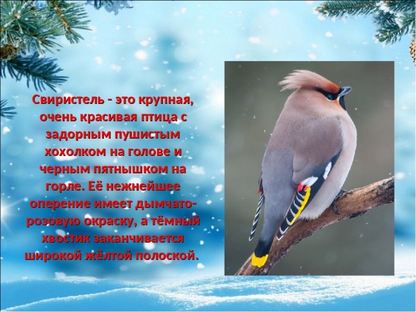 Свиристель