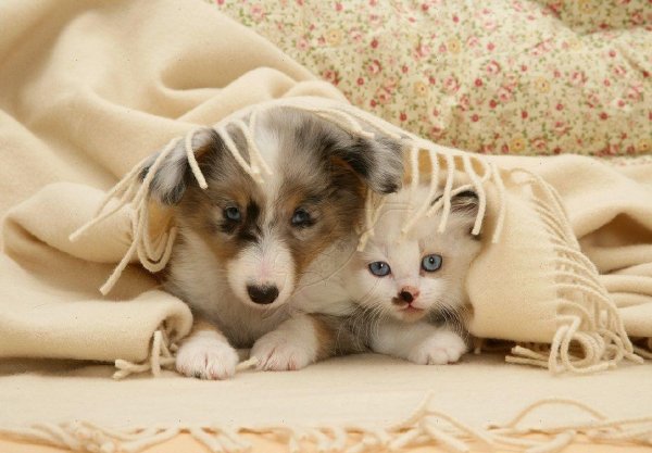 cat-and-dogs-wallpapers