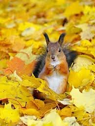 images (3)