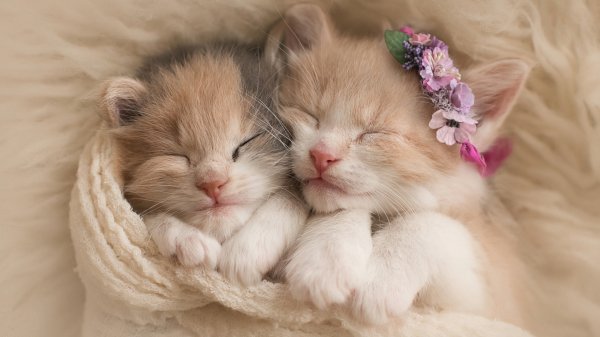 Kittens-cute-cat-animal 4K-4.3346