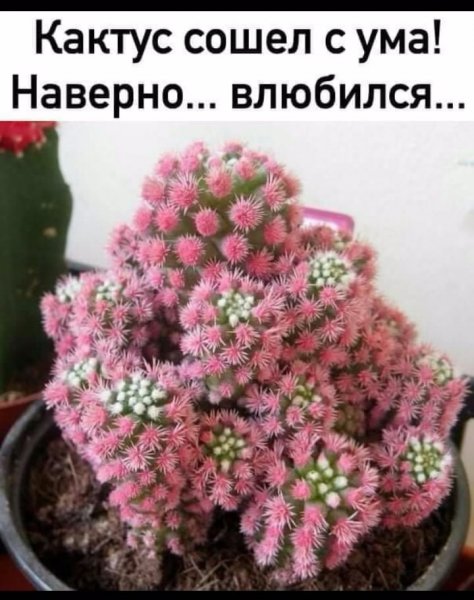 krasava-