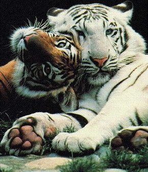 picture_1484779