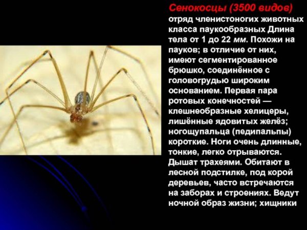 Сенокосец