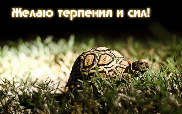 Желаю терпения и сил