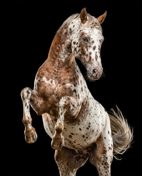 BEST HORSE