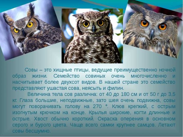 Совы
