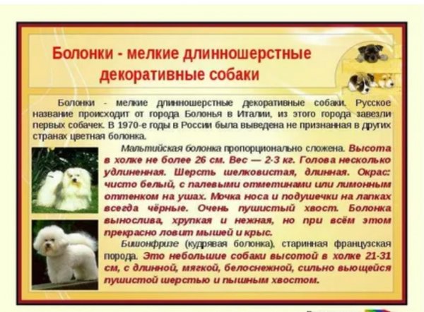 Болонки