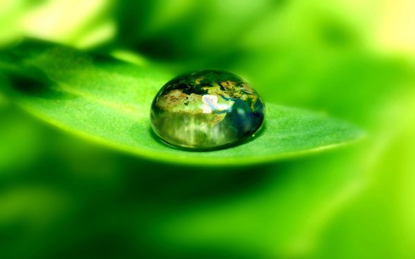 world on green leaf